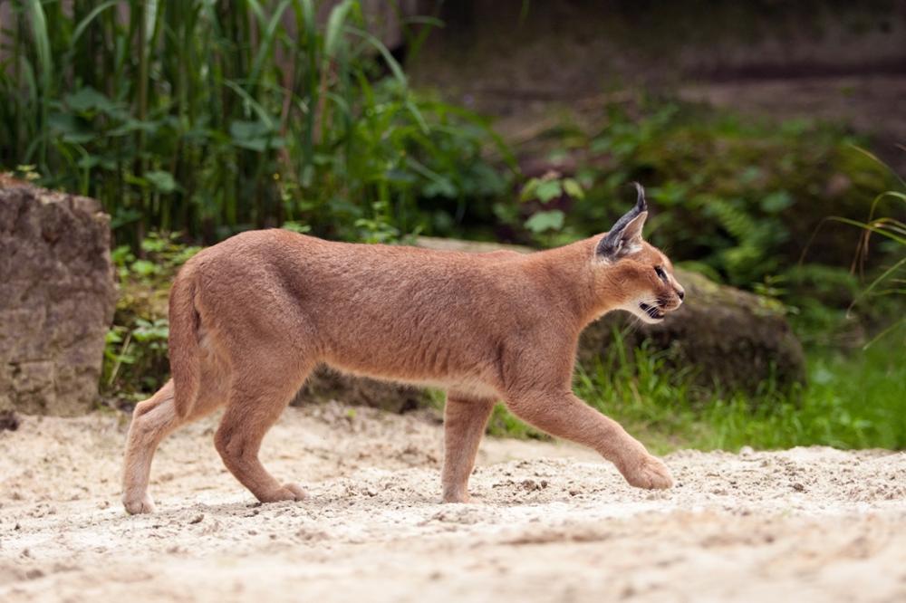 Faune Subsaharienne : quels animaux observer dans le désert ?