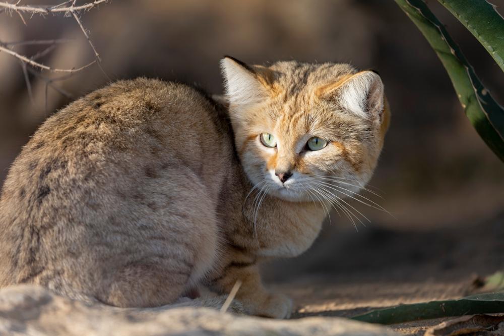 Faune Subsaharienne : quels animaux observer dans le désert ?