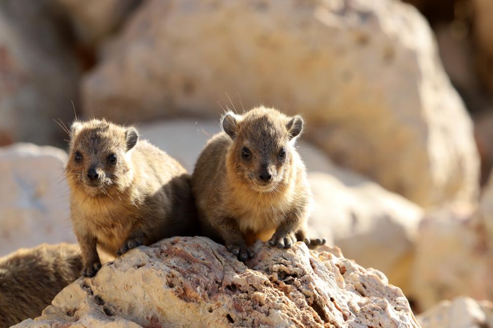 Faune Subsaharienne : quels animaux observer dans le désert ?