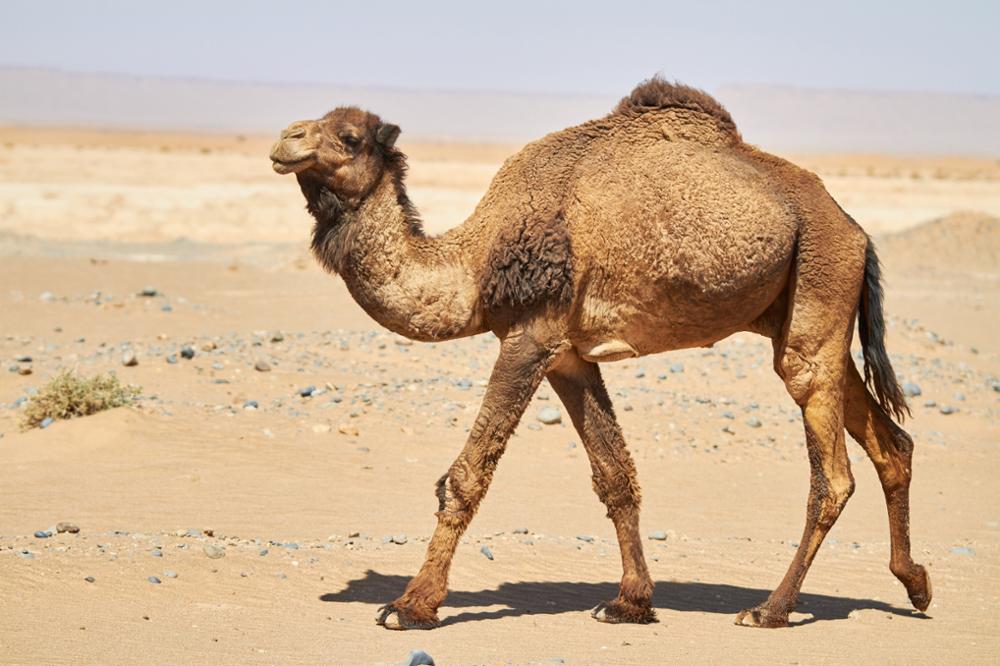 Faune Subsaharienne : quels animaux observer dans le désert ?