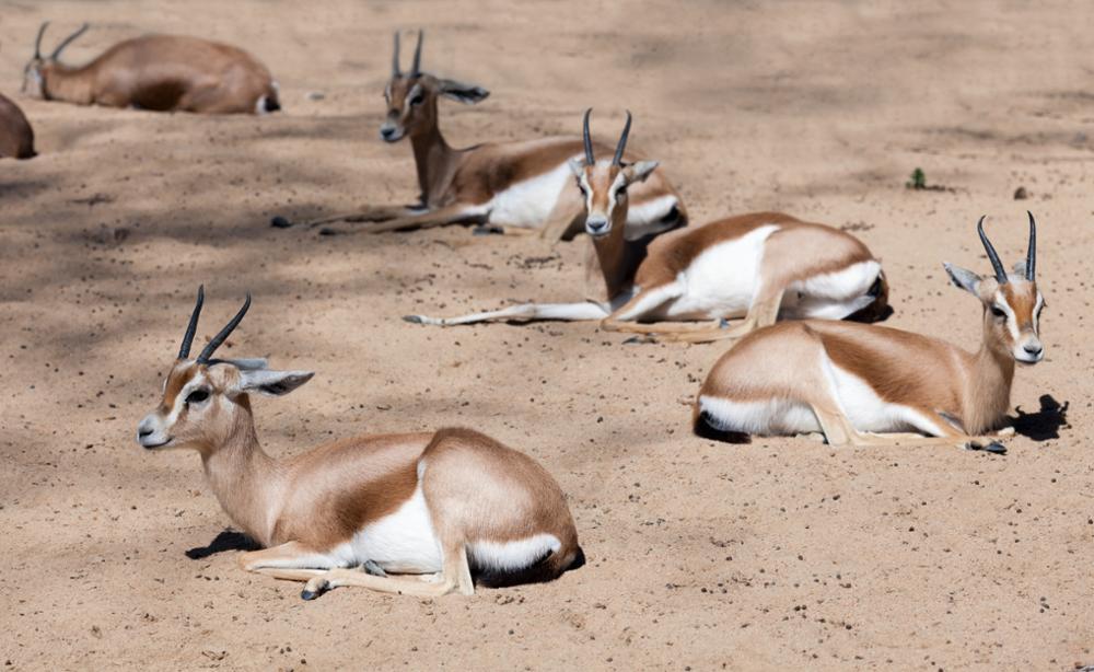 Faune Subsaharienne : quels animaux observer dans le désert ?