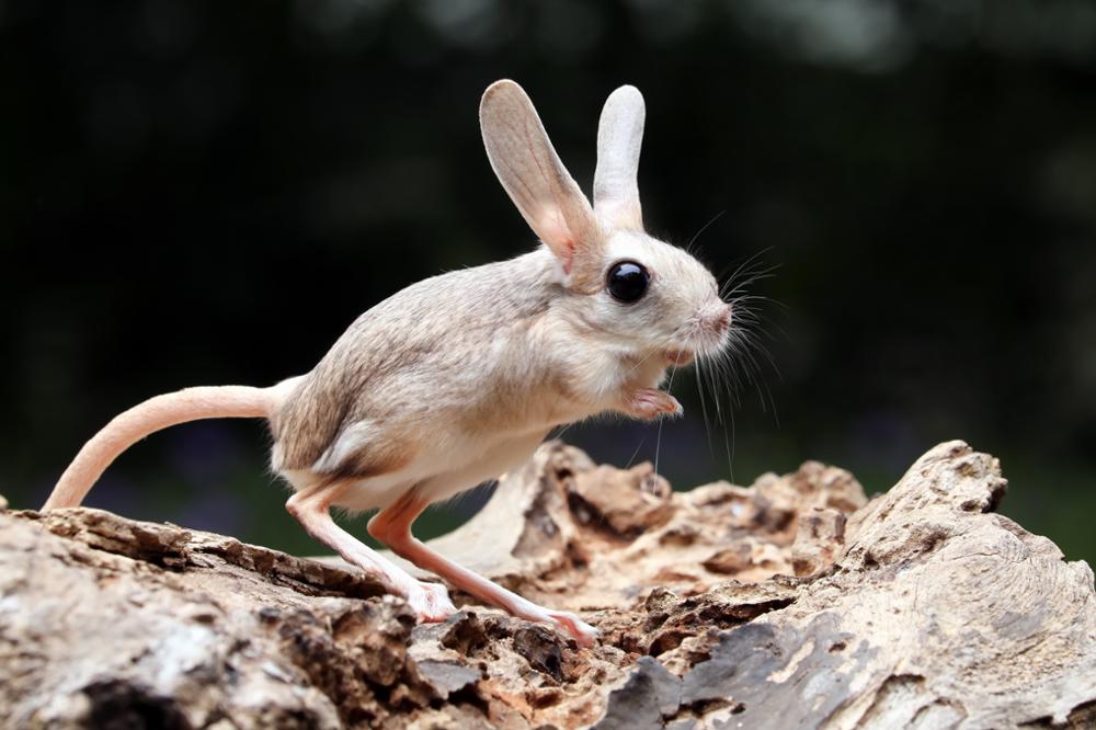 Faune Subsaharienne : quels animaux observer dans le désert ?