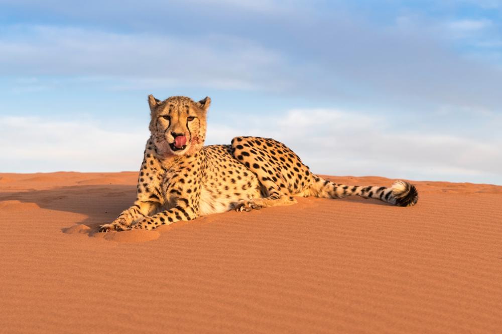 Faune Subsaharienne : quels animaux observer dans le désert ?