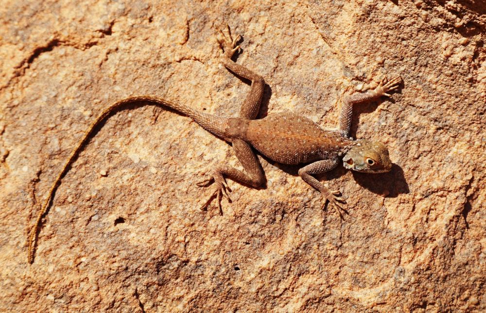 Faune Subsaharienne : quels animaux observer dans le désert ?