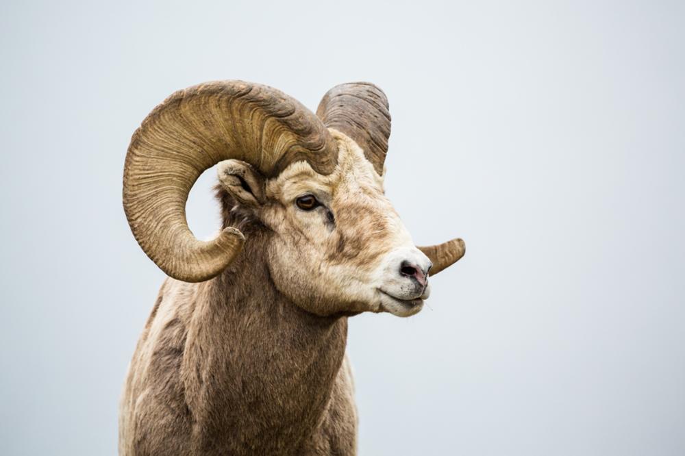 Faune Subsaharienne : quels animaux observer dans le désert ?