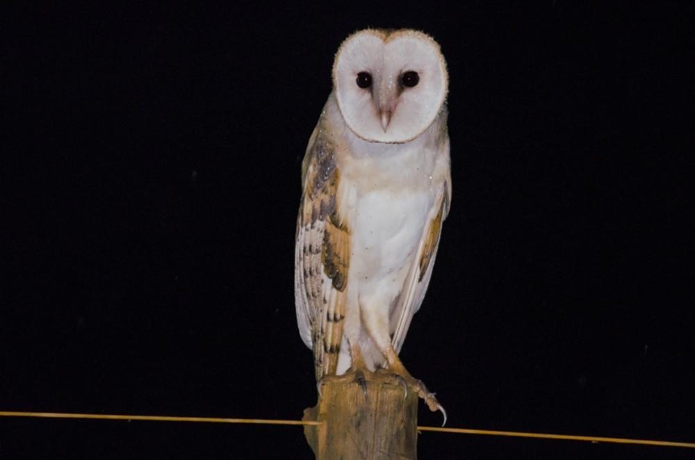 Faune Subsaharienne : quels animaux observer dans le désert ?