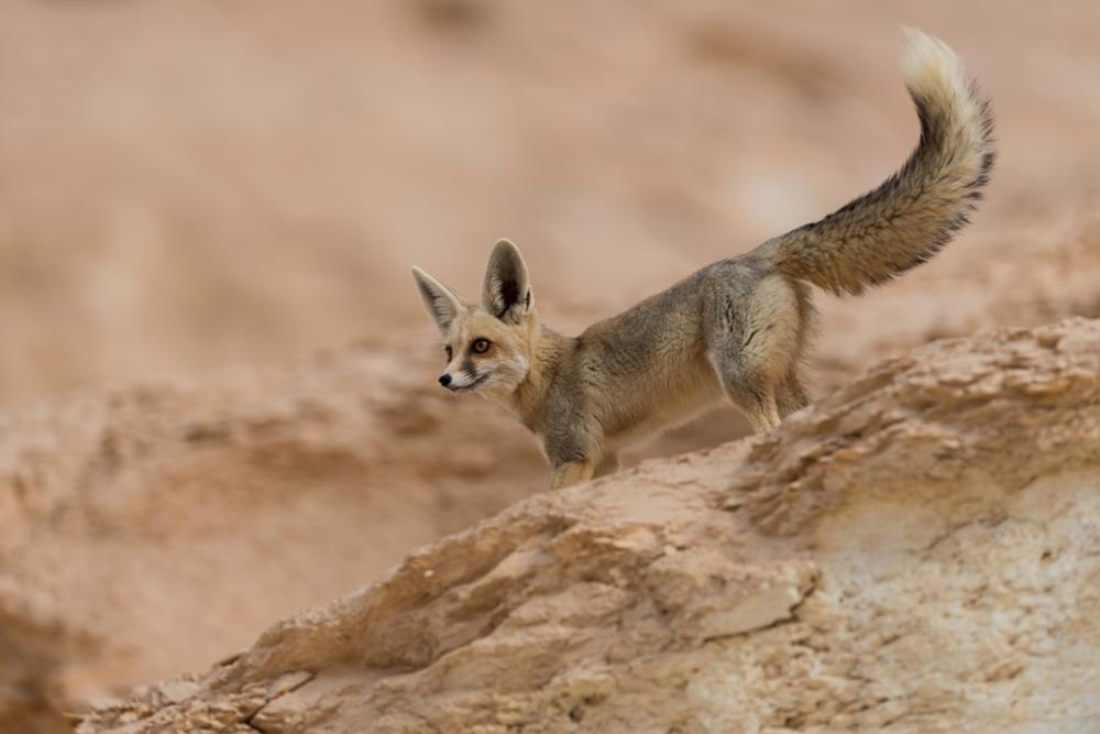Faune Subsaharienne : quels animaux observer dans le désert ?