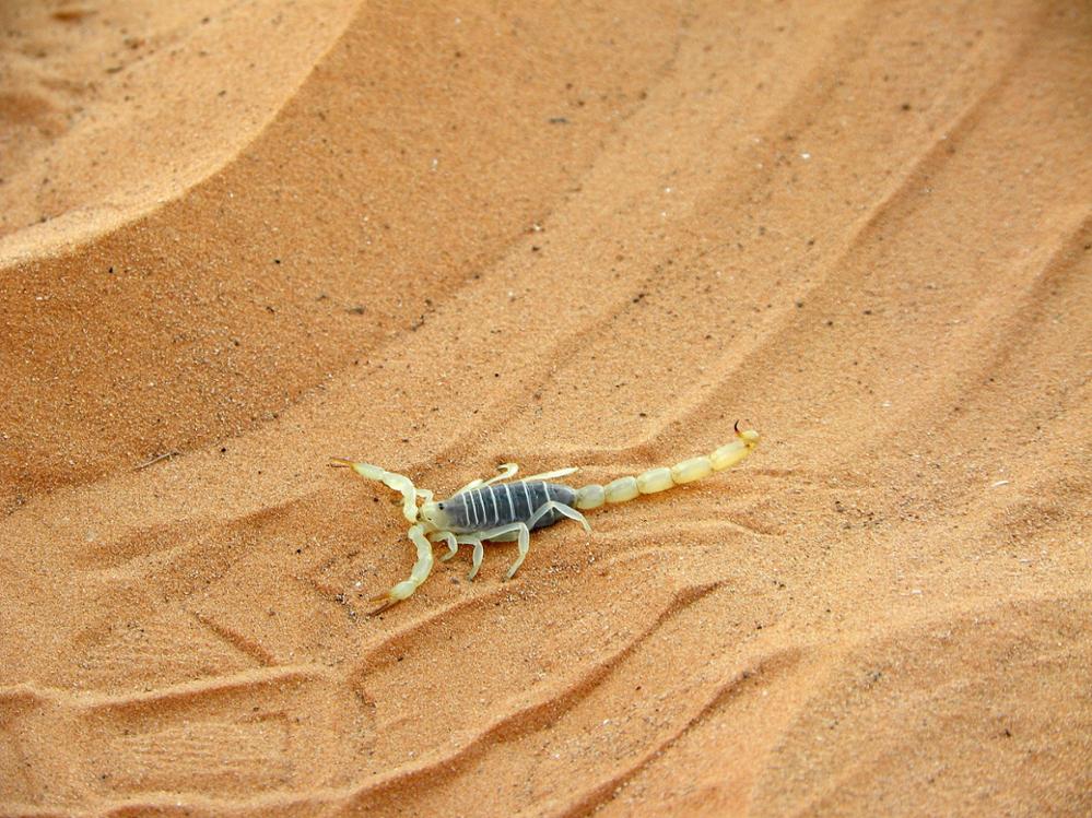Faune Subsaharienne : quels animaux observer dans le désert ?